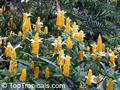 golden shrimp plant, گل مشعلی، میگو طلایی، آب نبات چوبی، آخیس باخیس